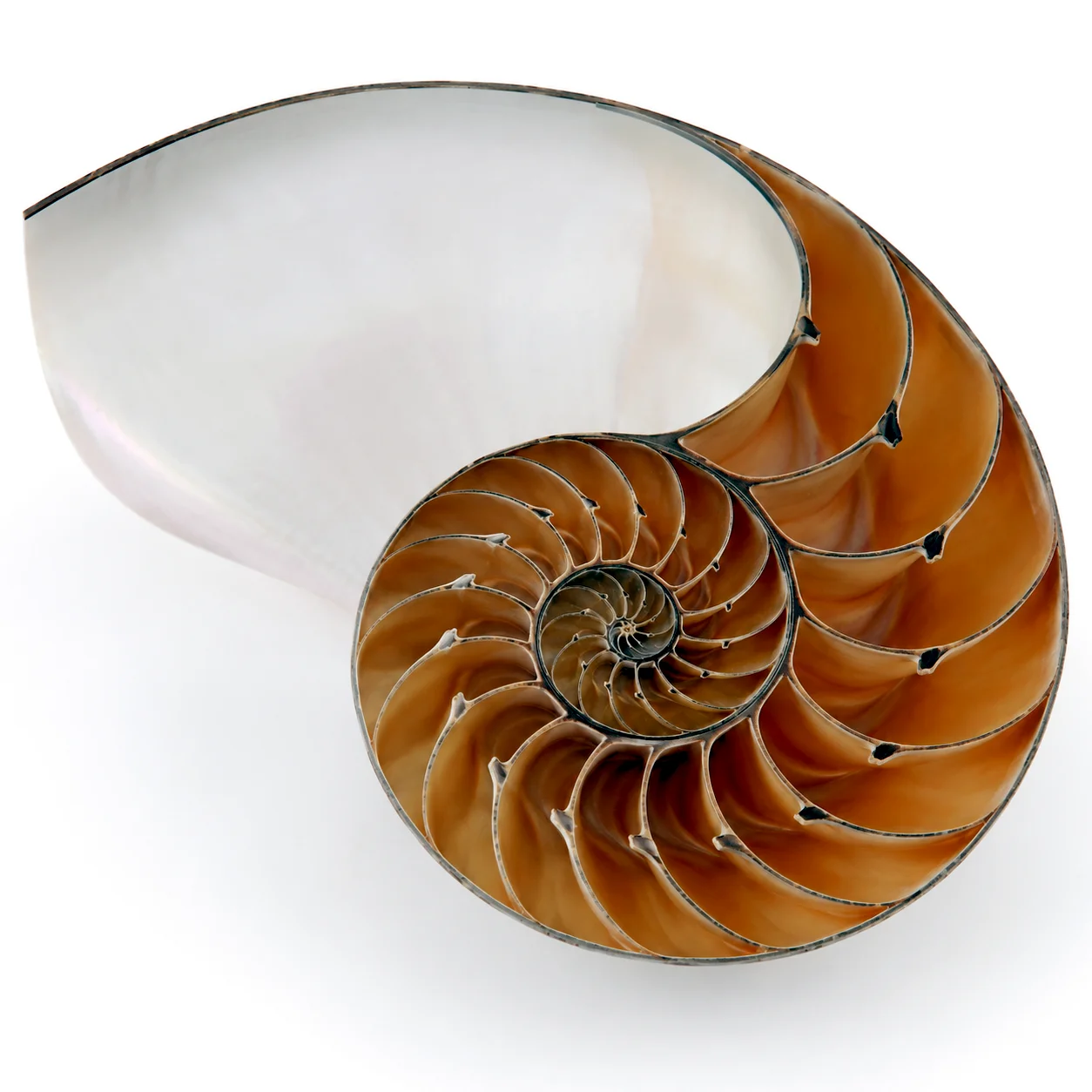 The Golden Spiral - The Hidden Order artwork by Cryolith