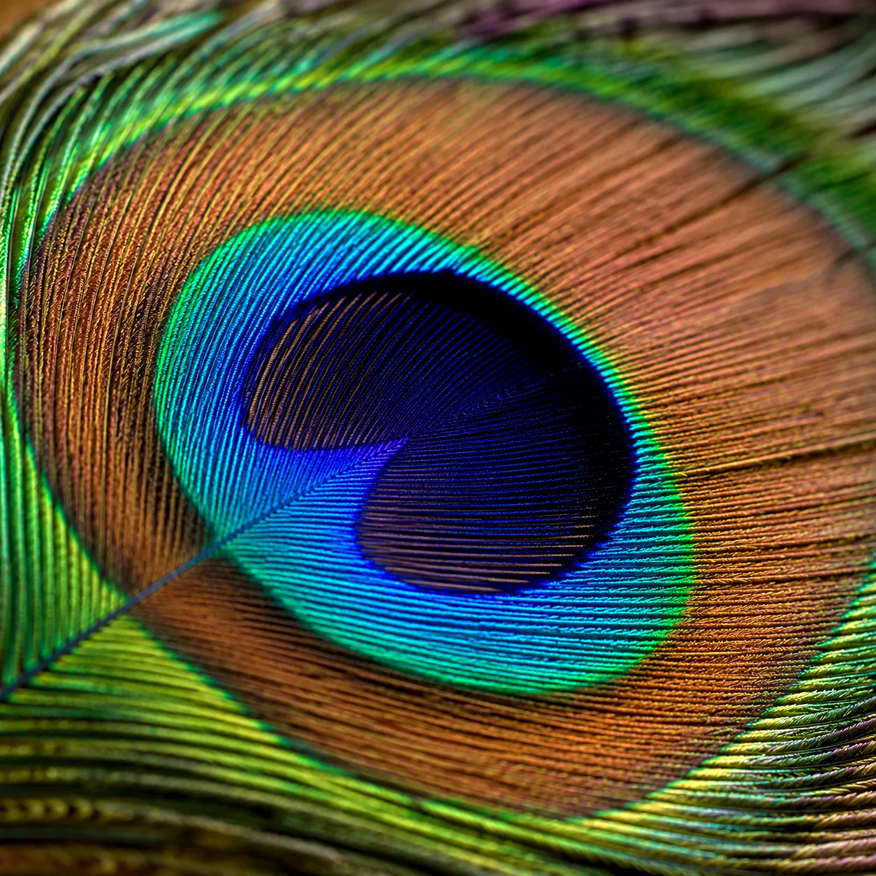 The Peacock’s Gaze - The Hidden Order artwork by Cryolith